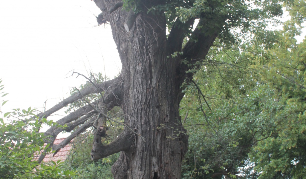 Viel mehr als gefährlich - Kartierung von Baum-Mikrohabitaten in Pödelwitz